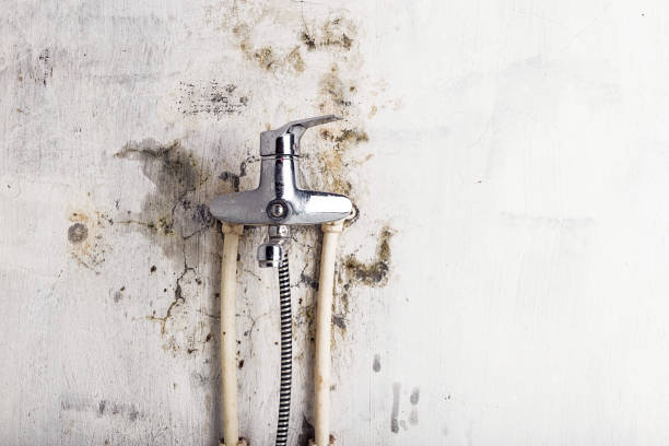 Best Affordable Mold Removal  in Gillette, NJ