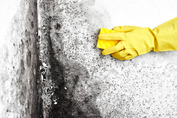 Best Fast Mold Removal  in Gillette, NJ