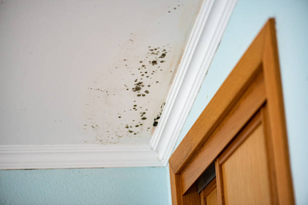 Best Emergency Mold Removal  in Gillette, NJ