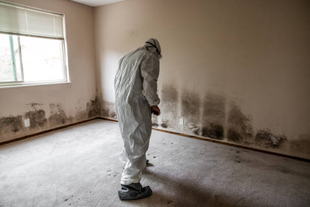 Best Attic Mold Removal  in Gillette, NJ