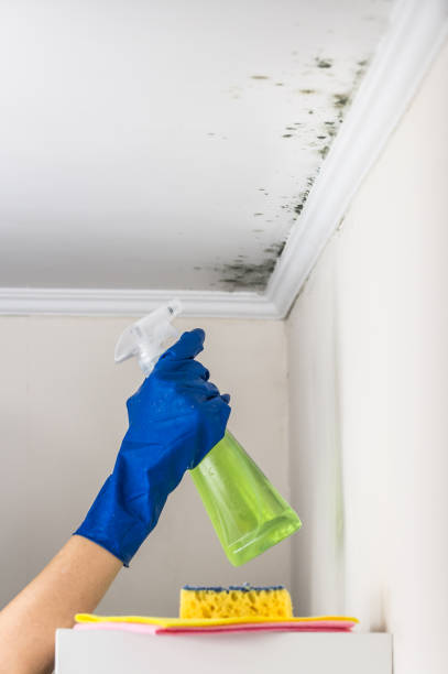 Attic Mold Removal in Gillette, NJ