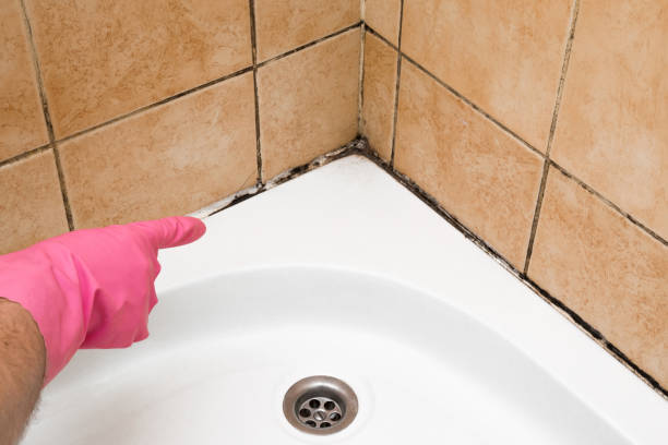 Reliable Gillette, NJ Mold Removal Solutions
